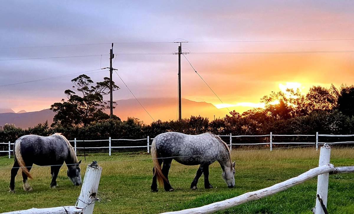 Outeniqua Moon Percheron Stud Farm Ruiterbos エクステリア 写真