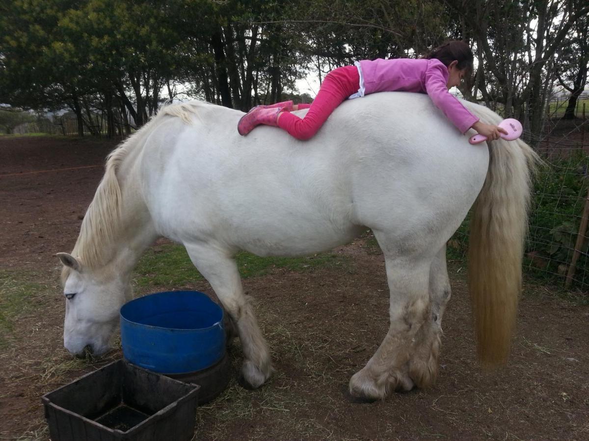 Outeniqua Moon Percheron Stud Farm Ruiterbos エクステリア 写真
