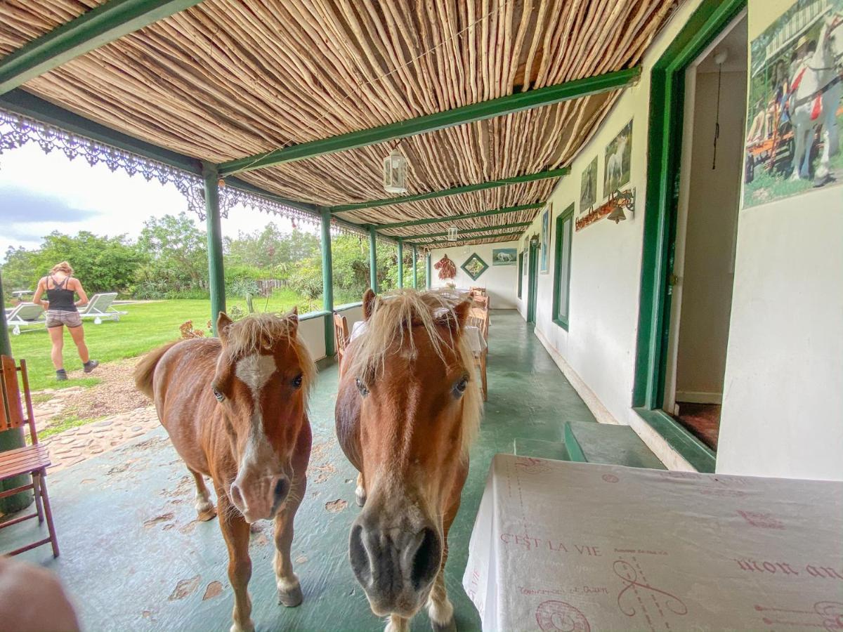 Outeniqua Moon Percheron Stud Farm Ruiterbos エクステリア 写真